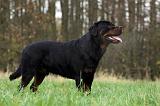 ROTTWEILER 471